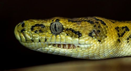 Slang: Tapijt Python