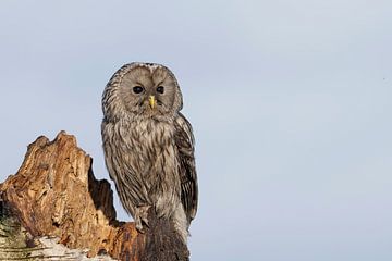 Urchin owl, portrait, resting by Jan van Vreede