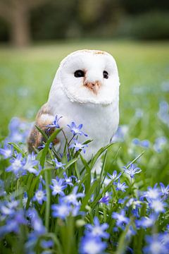 Barn owl by By Angela