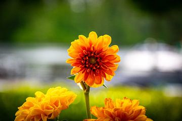 Dahlia à grandes feuilles sur DK | Photography