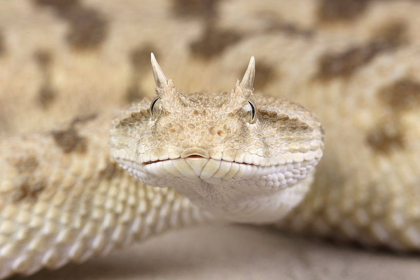 Saharan Horned Viper (Cerastes cerastes) by Ronald Pol