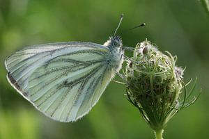 Vlinder sur t de bruin