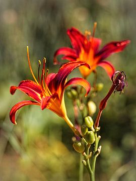 Tiger Lily sur Rob Boon