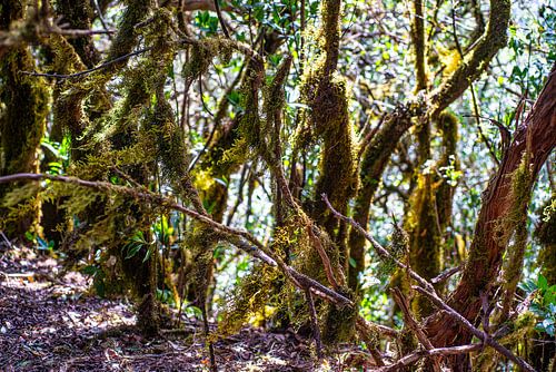 Forêt de contes de fées Ténériffe sur Stefan Havadi-Nagy