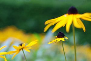 Eindeloos veld vol gele bloemen