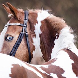 Blauwe Ogen van Lonneke Prins