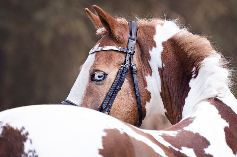Blue Eyes by Lonneke Prins