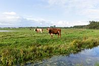 Nederlands landschap met koeien van Madelief Dekker thumbnail