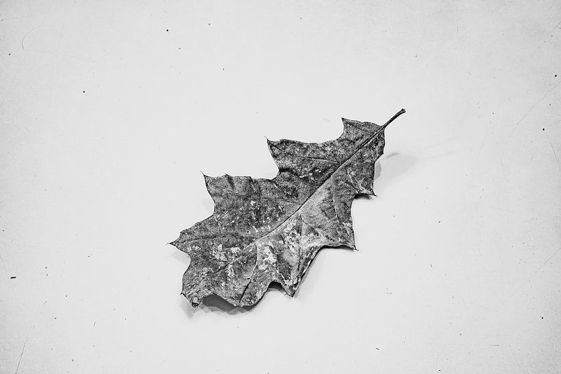Macro Photography Grey Leaf High Key Photography by Marc van den Elzen