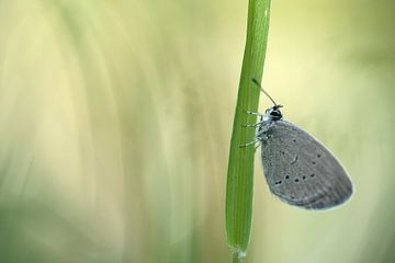 Klein, blauer Schmetterling von Gonnie van de Schans