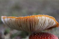 portrait en forme de champignon