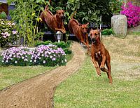 Rhodesian Ridgeback
