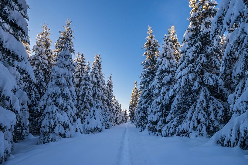 Manier in het Nationaal Park Harz van Patrice von Collani