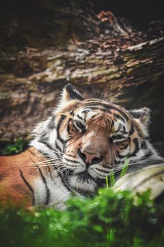 Tiger portrait photography by Nikki IJsendoorn