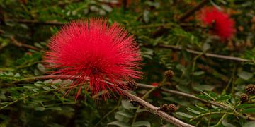 Pompon in Nature Red. Countries and trips by Alie Ekkelenkamp