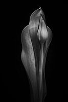 Tulipe 02