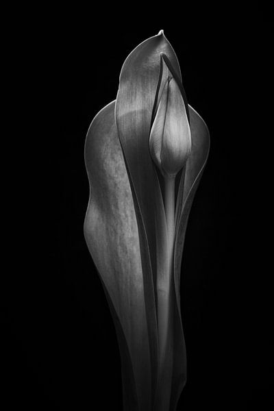 Tulp 02 van Rene van Rijswijk