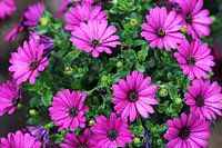 The Purple Flowers