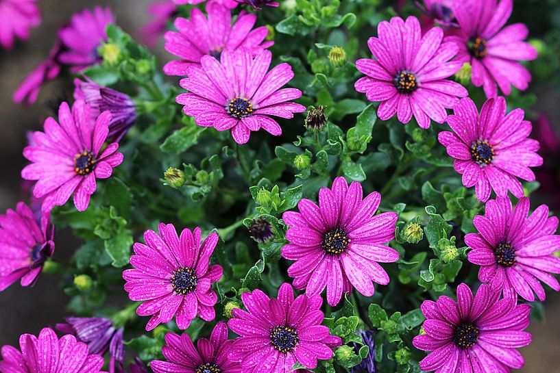 The Purple Flowers by Cornelis (Cees) Cornelissen