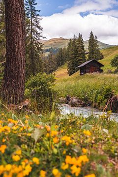 Gelbe Blumen und eine Holzhütte am Ufer des Bergflusses von Dafne Vos