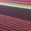 Tulpenvelden van Bob Bleeker
