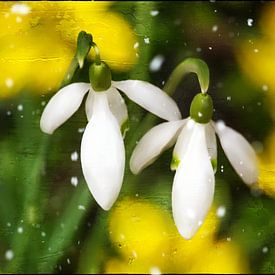 Perce-neige sur Christine Nöhmeier