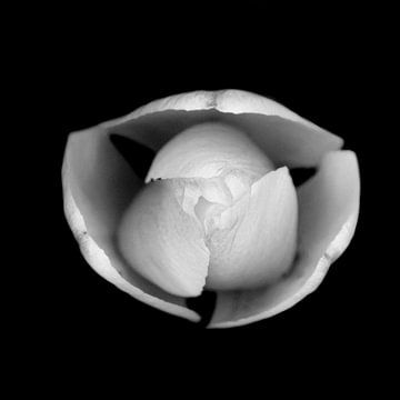 macro topview van een tulp van Ribbi