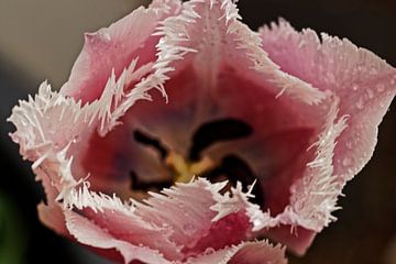 Tulpenbloesem van Alexander Ließ