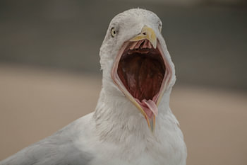 Meeuw met open bek