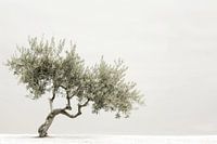L'olivier - un art naturel minimaliste