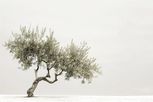 Olivenbaum – Minimalistische Naturkunst von Poster Art Shop