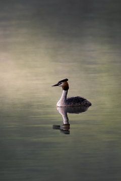Fuut in de mist van John van de Gazelle fotografie