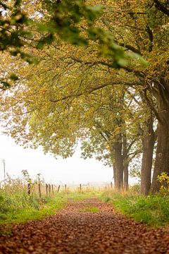 Onder de bomen. Herfsttafereel, mooi als Art-Print of naadloos behang. van Josine Claasen