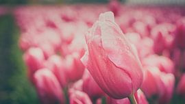 Blühende Tulpen im holländischen Polder von Fotografiecor .nl