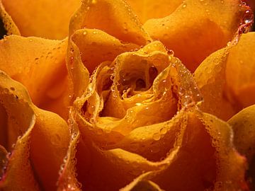 "Geel - oranje roos met waterdruppels van dichtbij" van Marjolijn van den Berg