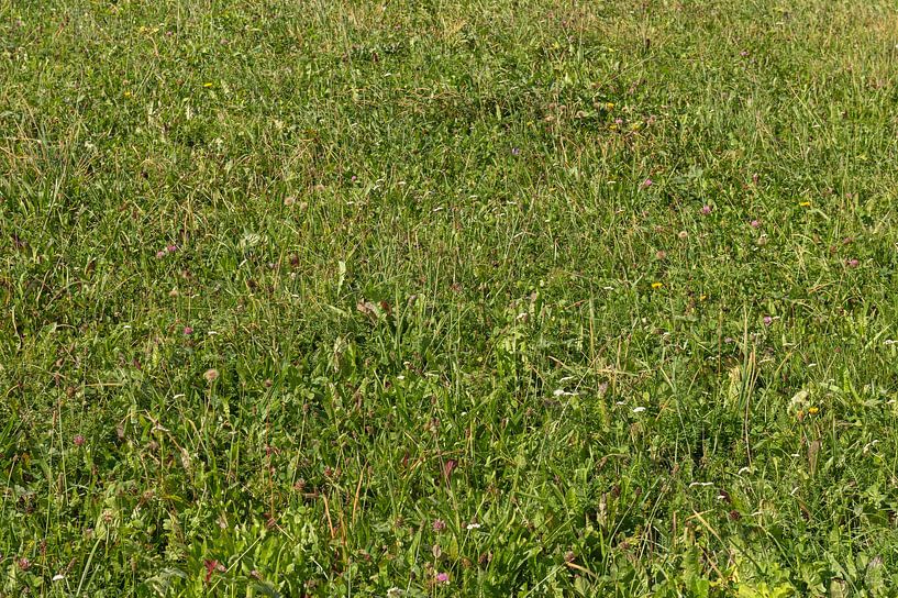 Zwitserse graslanden van Richard Wareham