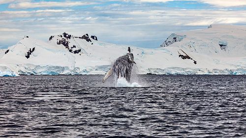 Bultruggen op Antarctica