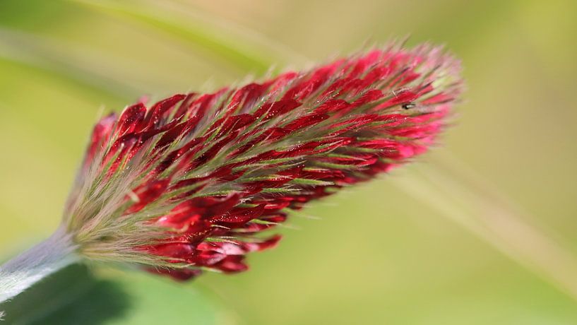 Sweet clover by Beatrice Heinze