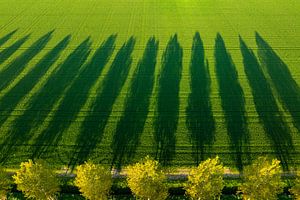 Trees casting long shadows over field during a springtime sunset