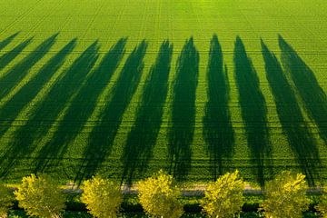 Bomen werpen lange schaduwen over veld tijdens lentezonsondergang van Sjoerd van der Wal Fotografie