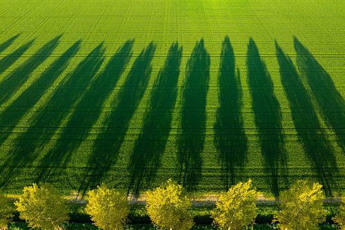 Arbres projetant de longues ombres sur un champ lors d'un coucher de soleil printanier