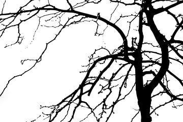 Silhouet van de Natuur van Truus Nijland