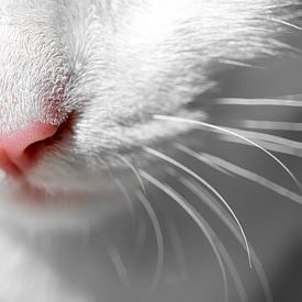 Snorharen en roze neus van een witte kat van Laura Wubben