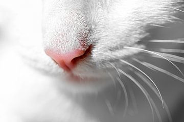 Snorharen en roze neus van een witte kat van KiekLau! Fotografie