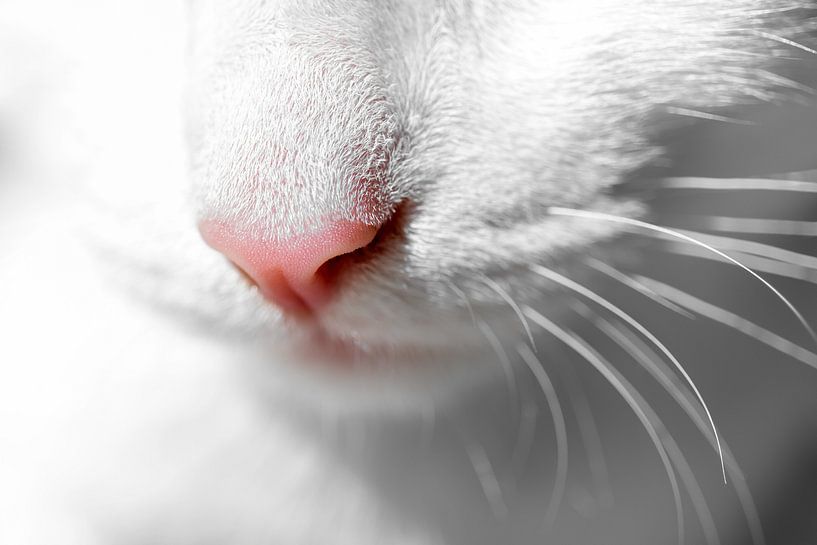 Moustaches et nez rose d&#039;un chat blanc par Laura Wubben