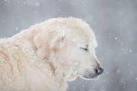 close your eyes to feel the snow