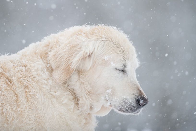 close your eyes to feel the snow van Desirée Couwenberg