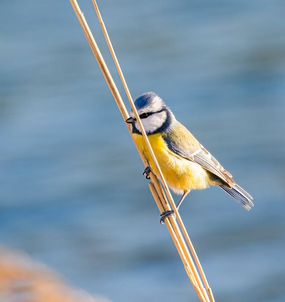 Blaumeise von Rob Coorens