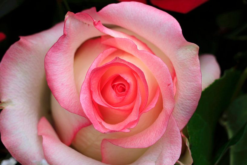 Schöne Rose von Thomas Jäger
