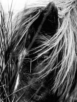 Shetland pony van Wiske Overmaat